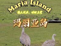 爱奇艺体育登录入口-包含塔斯马尼亚联后防联动升级，力求限制对方攻势的词条