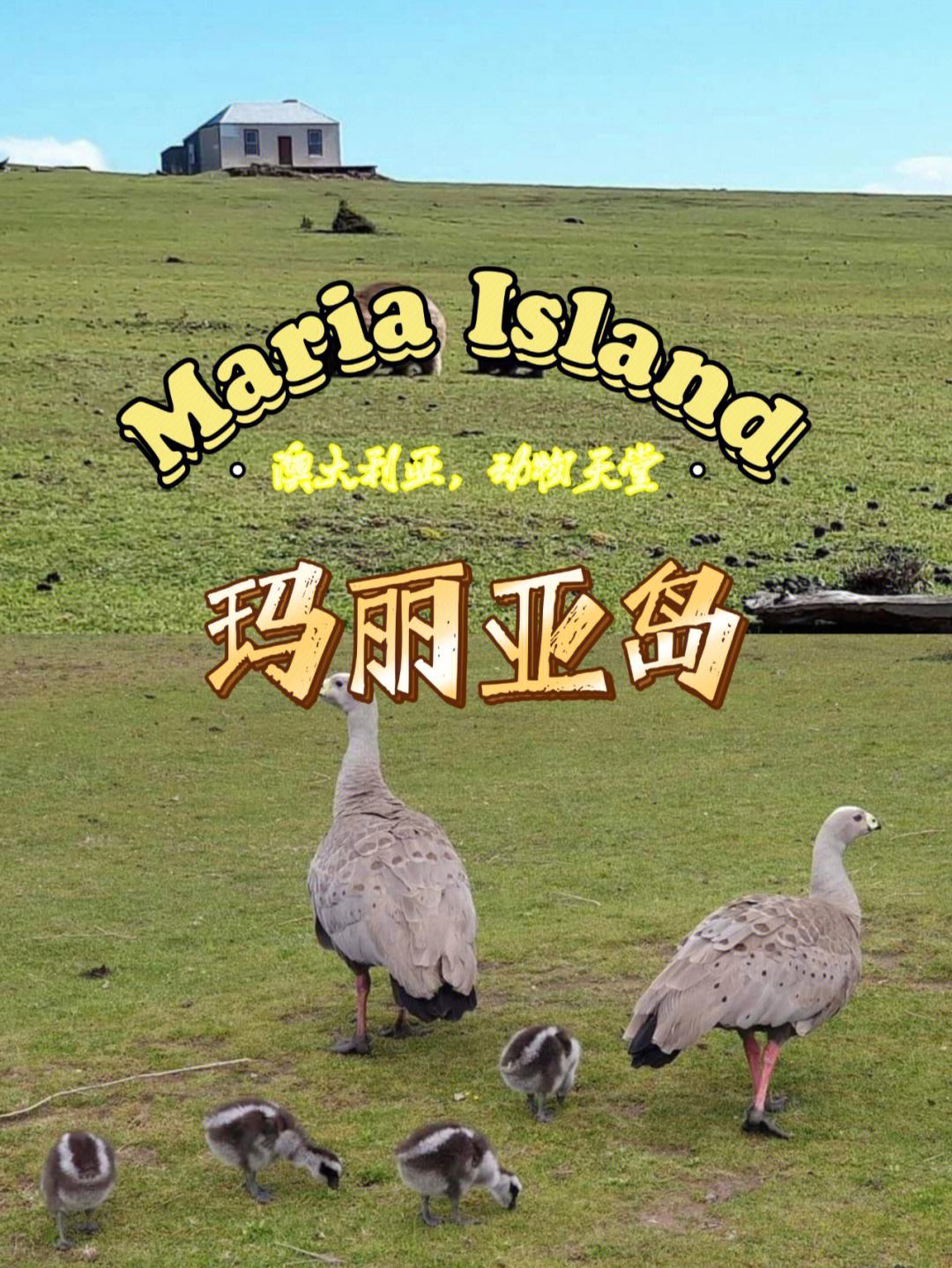 包含塔斯马尼亚联后防联动升级，力求限制对方攻势的词条